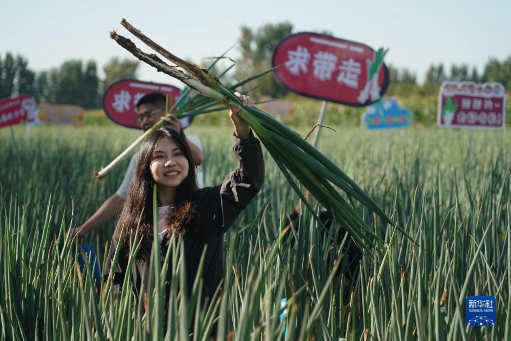 可以挣钱的斗牛
